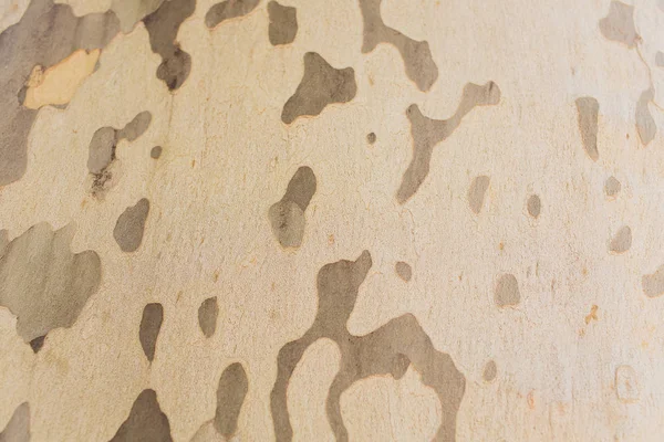 Stromové kůry textury pozadí staré, hnědé, detail — Stock fotografie