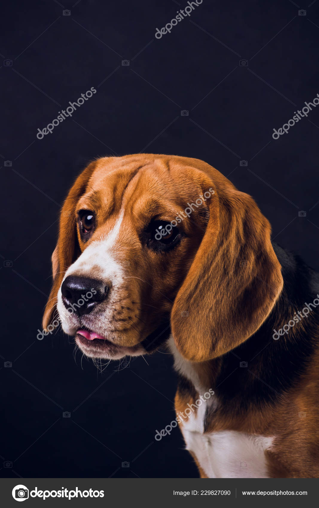 젊은 강아지, 비글 강아지, 검은 배경에 고립. — 스톡 사진 © vershinin.photo #229827090, image size:1067x1700