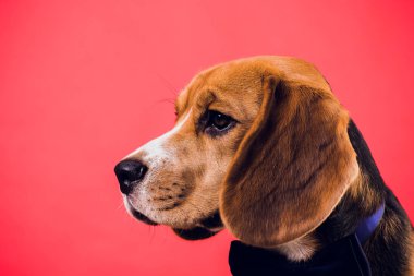 kırmızı zemin üzerine izole genç köpek yavrusu, beagle köpek,.
