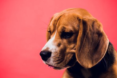 kırmızı zemin üzerine izole genç köpek yavrusu, beagle köpek,.
