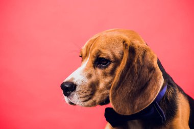 kırmızı zemin üzerine izole genç köpek yavrusu, beagle köpek,.