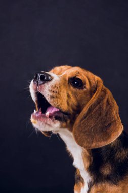 siyah arka plan üzerine izole genç köpek yavrusu, beagle köpek,.