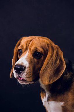 siyah arka plan üzerine izole genç köpek yavrusu, beagle köpek,.