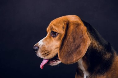 siyah arka plan üzerine izole genç köpek yavrusu, beagle köpek,.