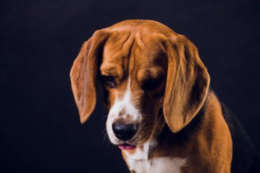 siyah arka plan üzerine izole genç köpek yavrusu, beagle köpek,.