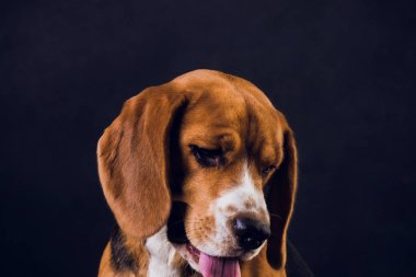siyah arka plan üzerine izole genç köpek yavrusu, beagle köpek,.