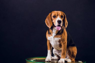siyah arka plan üzerine izole genç köpek yavrusu, beagle köpek,.