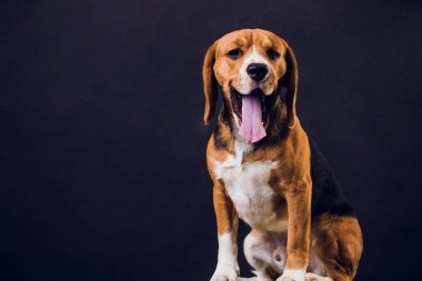 siyah arka plan üzerine izole genç köpek yavrusu, beagle köpek,.