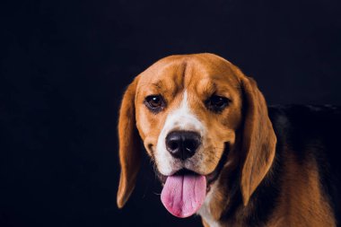 siyah arka plan üzerine izole genç köpek yavrusu, beagle köpek,.