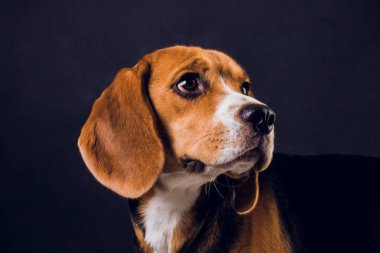 siyah arka plan üzerine izole genç köpek yavrusu, beagle köpek,.