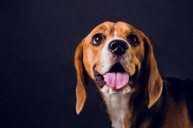 siyah arka plan üzerine izole genç köpek yavrusu, beagle köpek,.