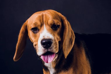 siyah arka plan üzerine izole genç köpek yavrusu, beagle köpek,.