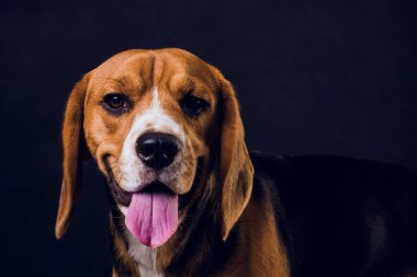 siyah arka plan üzerine izole genç köpek yavrusu, beagle köpek,.