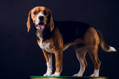 siyah arka plan üzerine izole genç köpek yavrusu, beagle köpek,.