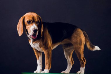 siyah arka plan üzerine izole genç köpek yavrusu, beagle köpek,.