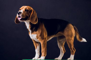 siyah arka plan üzerine izole genç köpek yavrusu, beagle köpek,.