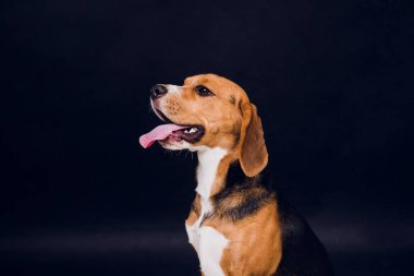siyah arka plan üzerine izole genç köpek yavrusu, beagle köpek,.
