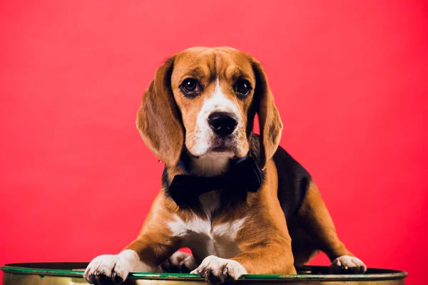 young puppy, beagle dog, isolated on red background.
