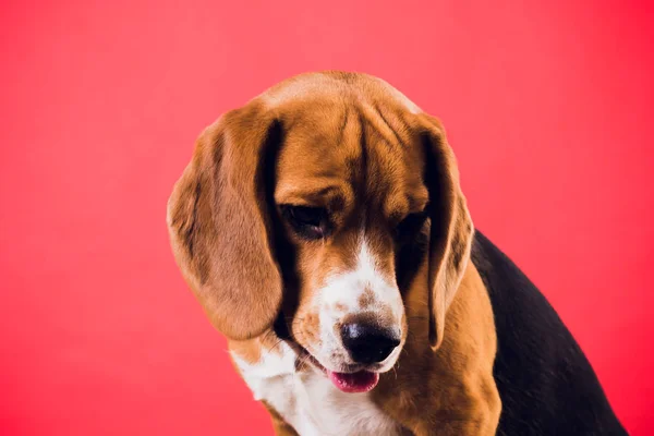 Filhote de cachorro, cão beagle, isolado no fundo vermelho . — Fotografia de Stock
