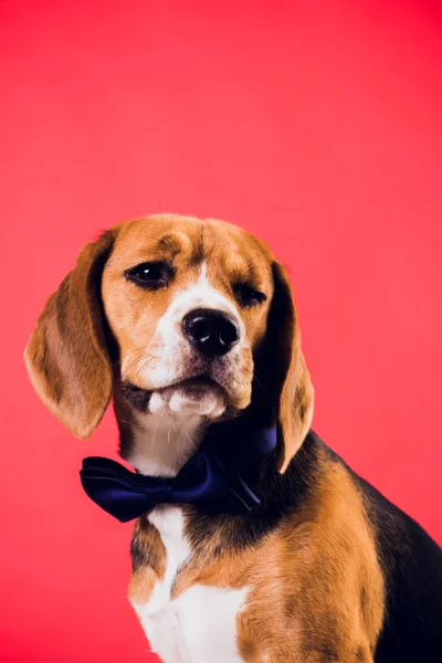 Anak anjing muda, anjing beagle, terisolasi di latar belakang merah . — Stok Foto