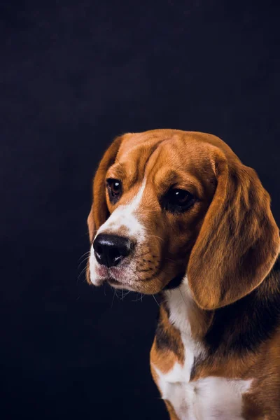 Junger Welpe, Beagle-Hund, isoliert auf schwarzem Hintergrund. — Stockfoto