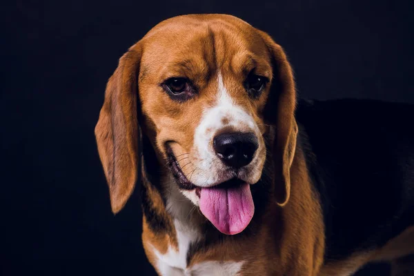 Filhote de cachorro, cão beagle, isolado em fundo preto . — Fotografia de Stock