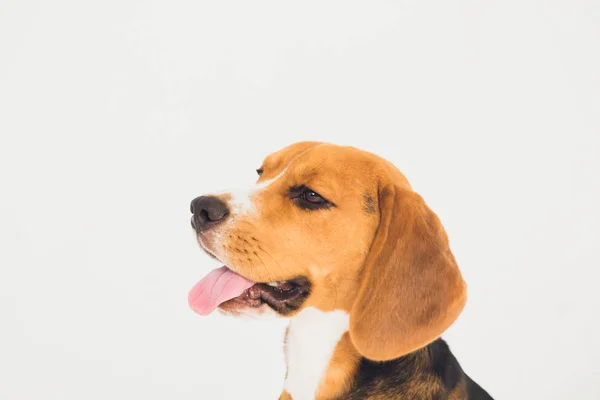 Belo cão beagle isolado em branco. cachorrinho jovem — Fotografia de Stock