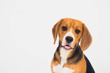 güzel beagle köpek üzerinde beyaz izole. genç köpek yavrusu