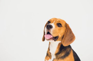 güzel beagle köpek üzerinde beyaz izole. genç köpek yavrusu