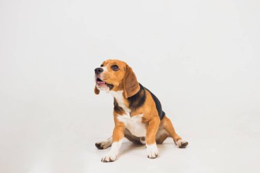 güzel beagle köpek üzerinde beyaz izole. genç köpek yavrusu