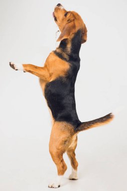 güzel beagle köpek üzerinde beyaz izole. genç köpek yavrusu