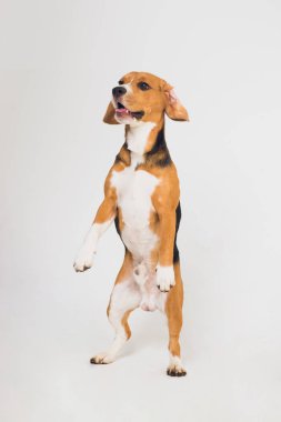 güzel beagle köpek üzerinde beyaz izole. genç köpek yavrusu