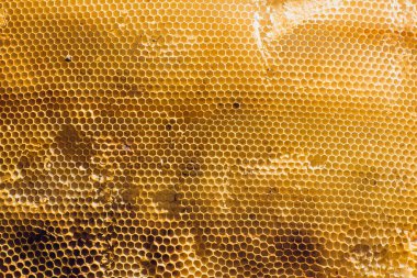 Arka plan doku ve desen bölümü balmumu petek arı kovanı üzerinden altın bal tam kare görünümü ile dolu