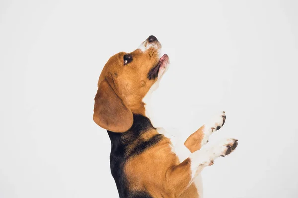 Anjing beagle yang indah terisolasi di atas putih. anak anjing muda — Stok Foto