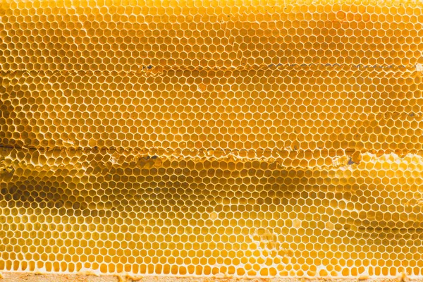 Фон текстуры и узор секции воска соты из пчелиного улья заполнены золотым медом в полный кадр зрения — стоковое фото