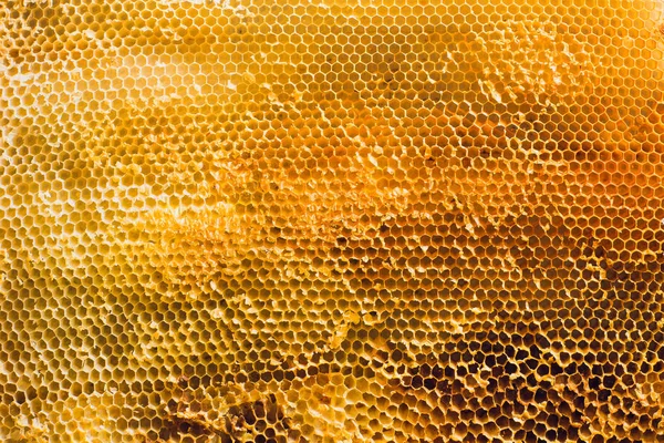 Textura de fondo y sección de patrón de panal de cera de la colmena de abejas llena de miel de oro en la vista de marco completo — Foto de Stock