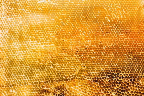 Sectie van achtergrond textuur en patroon van wax honingraat van bee hive gevuld met gouden honing volledige frame volgens — Stockfoto