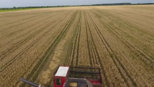 Близько до комбайна на пшеничному полі. Вид з повітря . — стокове відео