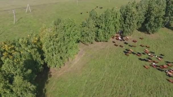 Aerial view of grazing cows in a herd on a green pasture in the summer. — Stock Video