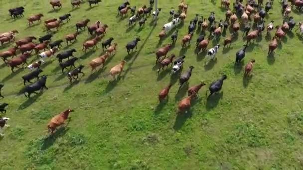 Aerial view of grazing cows in a herd on a green pasture in the summer. — Stock Video