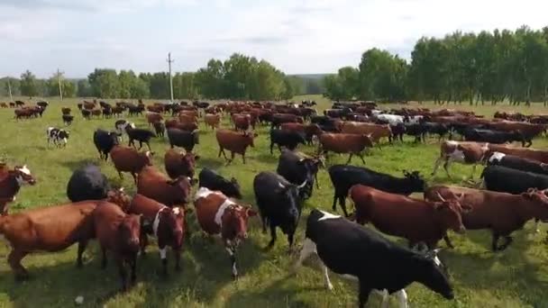 Vista aérea de vacas pastando en un rebaño en un pasto verde en el verano . — Vídeos de Stock