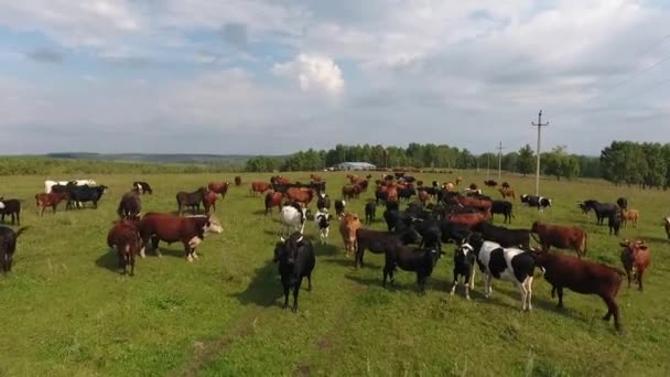 Letecký pohled na pasoucí se krávy ve stádě na zelené louce v létě. — Stock video