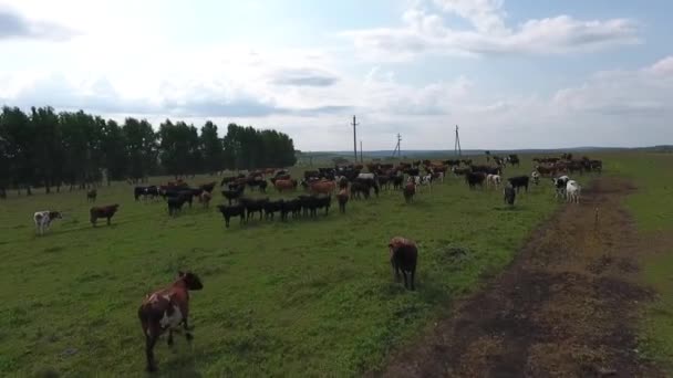 Vista aérea de vacas pastando en un rebaño en un pasto verde en el verano . — Vídeos de Stock