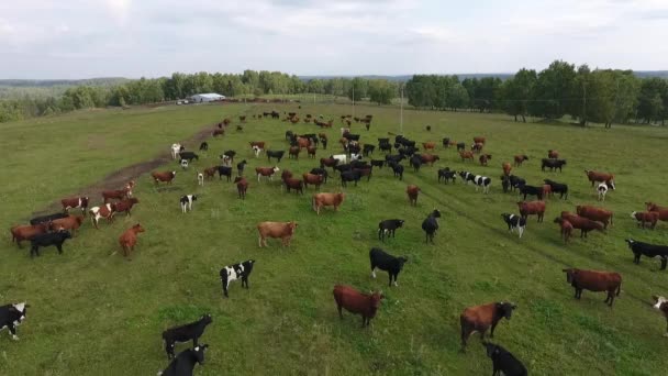 Luchtfoto van grazende koeien in een beslag op een groene weide in de zomer. — Stockvideo