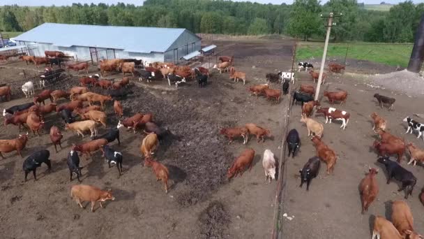 Flygfoto över betande kor i en besättning på en grön bete på sommaren. — Stockvideo