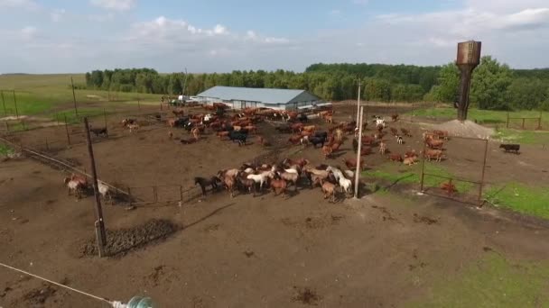 Вид с воздуха на выпас коров в стаде на зеленом пастбище летом . — стоковое видео