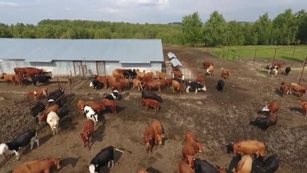 Flygfoto över betande kor i en besättning på en grön bete på sommaren. — Stockvideo