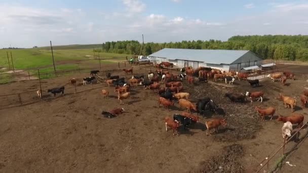 Veduta aerea di mucche al pascolo in una mandria su un pascolo verde in estate . — Video Stock