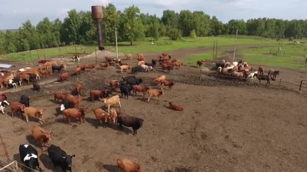 Vista aérea de vacas que pastam em um rebanho em um pasto verde no verão . — Vídeo de Stock