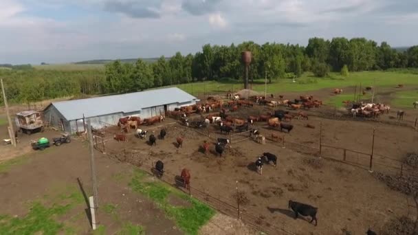 在一个绿色的牧场上放牧奶牛在夏天的鸟图. — 图库视频影像